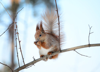 a squirrel sits on a tree and eats a nut 