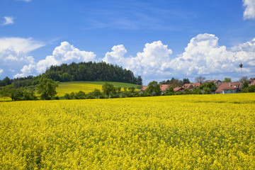 ボヘミア地方の菜の花畑