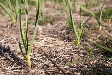Young plants of garlick