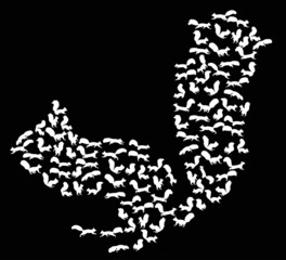 complex white squirrel isolated on black