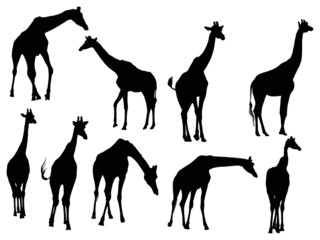 Obraz premium nine giraffe silhouettes isolated on white