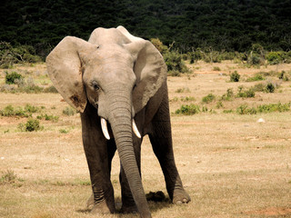 Fototapeta premium Kleiner Elefant in der Savanne Südafrikas