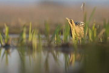 Bittern - Botaurus stellaris