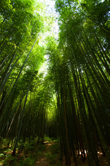 Fototapeta na wymiar Light in the bamboo forest 