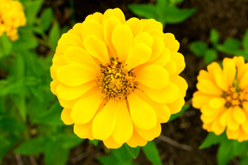 Yellow Zinnia Flowers
