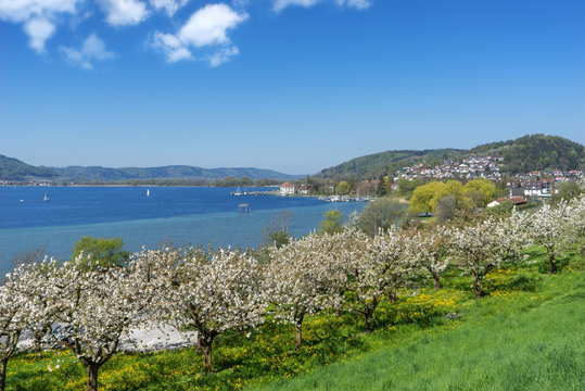 Bl&uuml;hende Obstb&auml;ume in Bodman am Bodensee 