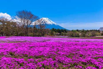 Red moss phlox flower carpet and Mount Fuji 
