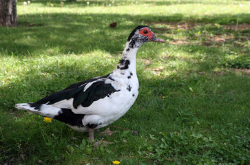 Ördek