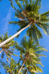 palm over blue sky