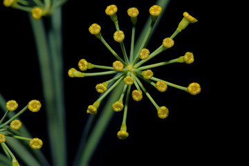 inflorescence dill close-up on black