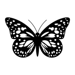 Butterfly in Black and White
