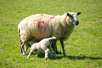 Naklejka premium Spring lambs with their mum