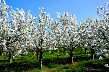 Kirschbäume