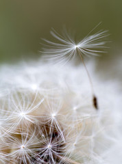 dandelion close up over natural background