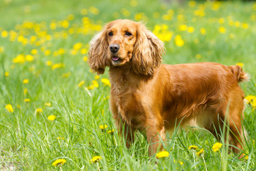 Beautiful cocker spaniel