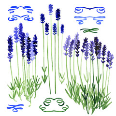 Set of watercolor design elements: lavender and ribbons