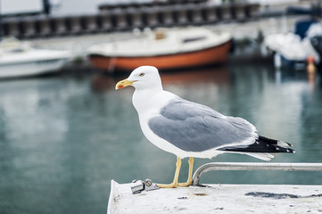 Mouette posée sur un bateau