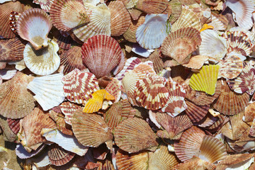 different shells