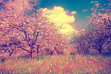 Fototapeta na wymiar Vintage blossoming apple orchard
