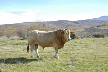Young brown bull in a meadow in Spain