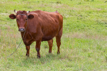 Naklejka na ściany i meble Brown cow standing on grass
