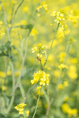 菜の花と蜜蜂