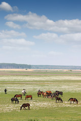herd of horses on field rural landscape