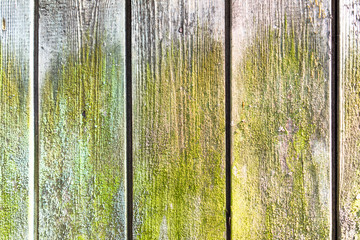 moss wood background