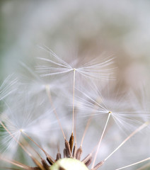 dandelion seeds dancing over neutral background