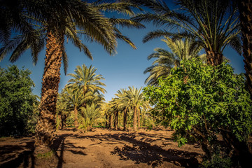 Palm trees coltivation