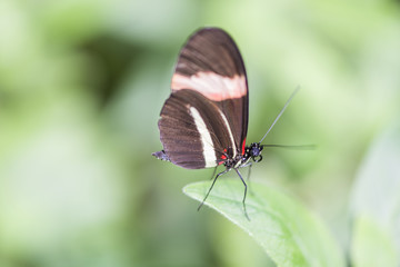 Fototapeta na wymiar brown butterfly