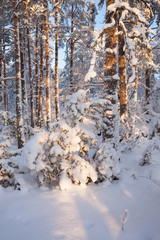 Snowy forest and warm sunlight