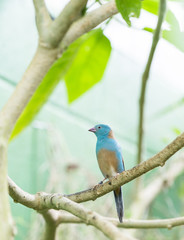 Uraeginthus cyanocephalus,