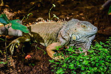 Close-up of green iguana (Iguana iguana)
