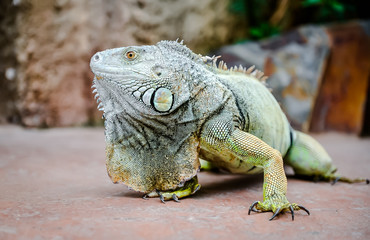 Close-up of green iguana (Iguana iguana)