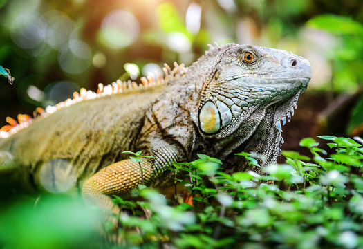 Close-up of green iguana (Iguana iguana)
