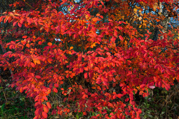 Vivid red leaves