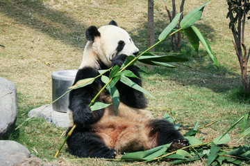 Fototapeta premium Panda eating bamboo