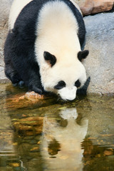 Fototapeta premium Panda near water