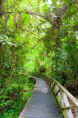 Boardwalk in dense rainforest