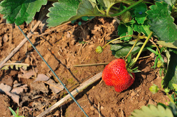 Red strawberrie at the garden