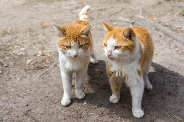 Two beautiful ginger red cat standing on the ground