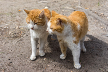 Obraz premium Two beautiful ginger red cat standing on the ground