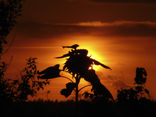 Sunflower set against the sunset - silhouetted