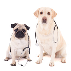 two dogs sitting with stethoscopes isolated on white