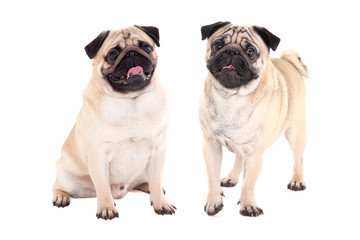 two friendly pug dogs sitting isolated on white