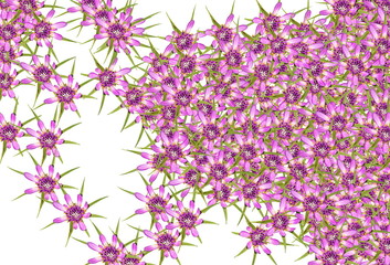 Abstract red purple unknown flowers background