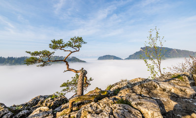 Sosna na Sokolicy Pieniny