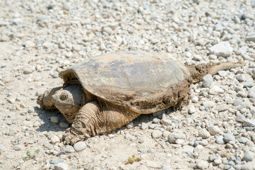 Common snapping turtle