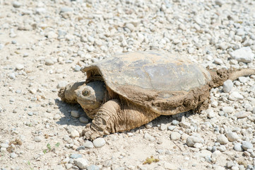 Obraz premium Common snapping turtle